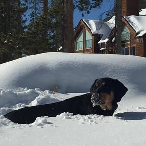 Meet your Posher, Hank